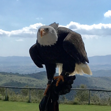 Escola canigo sant just