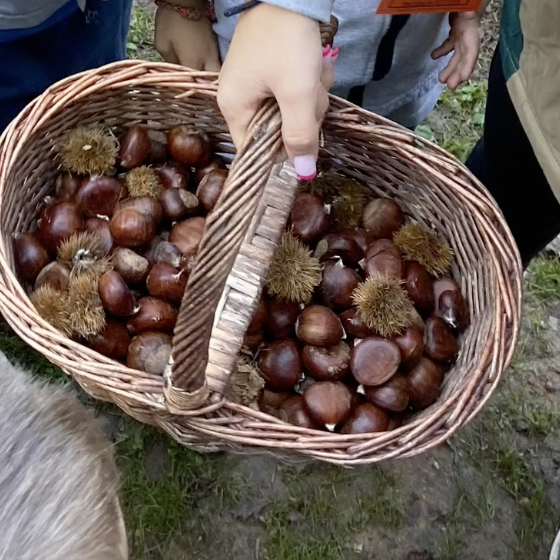 Captura de Pantalla 2021-11-03 a les 8.39.02