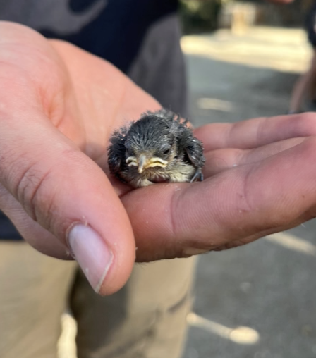 Captura de pantalla 2025-06-27 a les 9.21.55